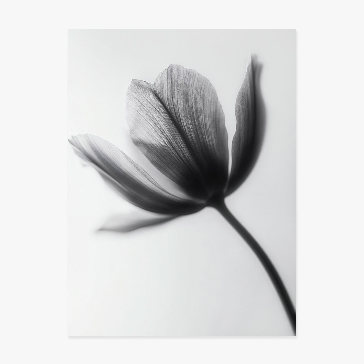 Poster con fiore in bianco e nero