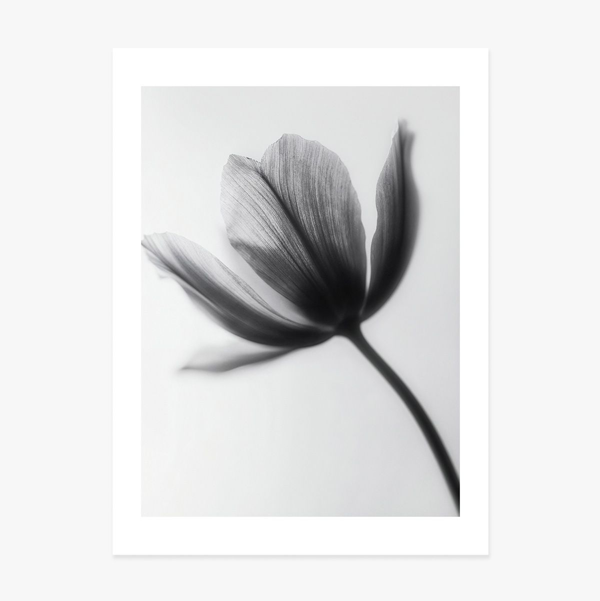 Poster con fiore in bianco e nero