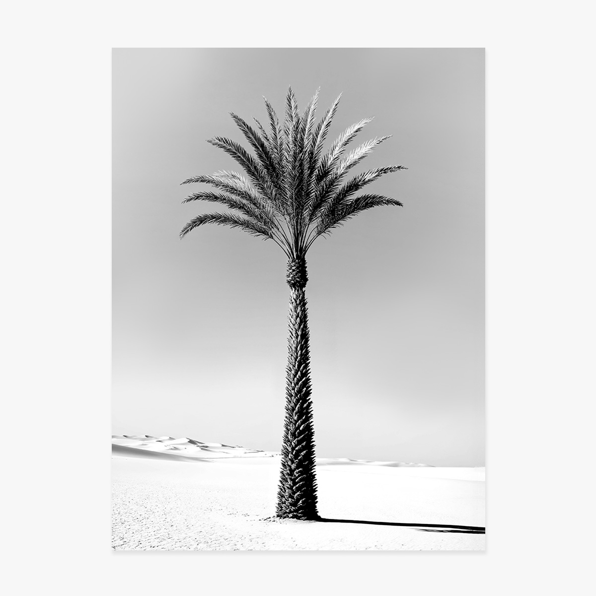 Poster con palma in bianco e nero