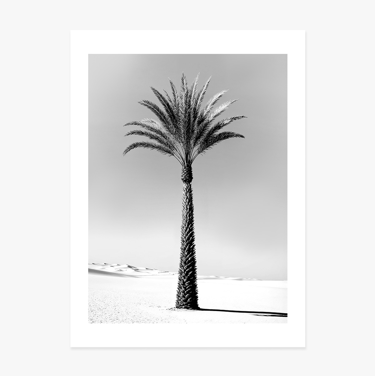 Poster con palma in bianco e nero