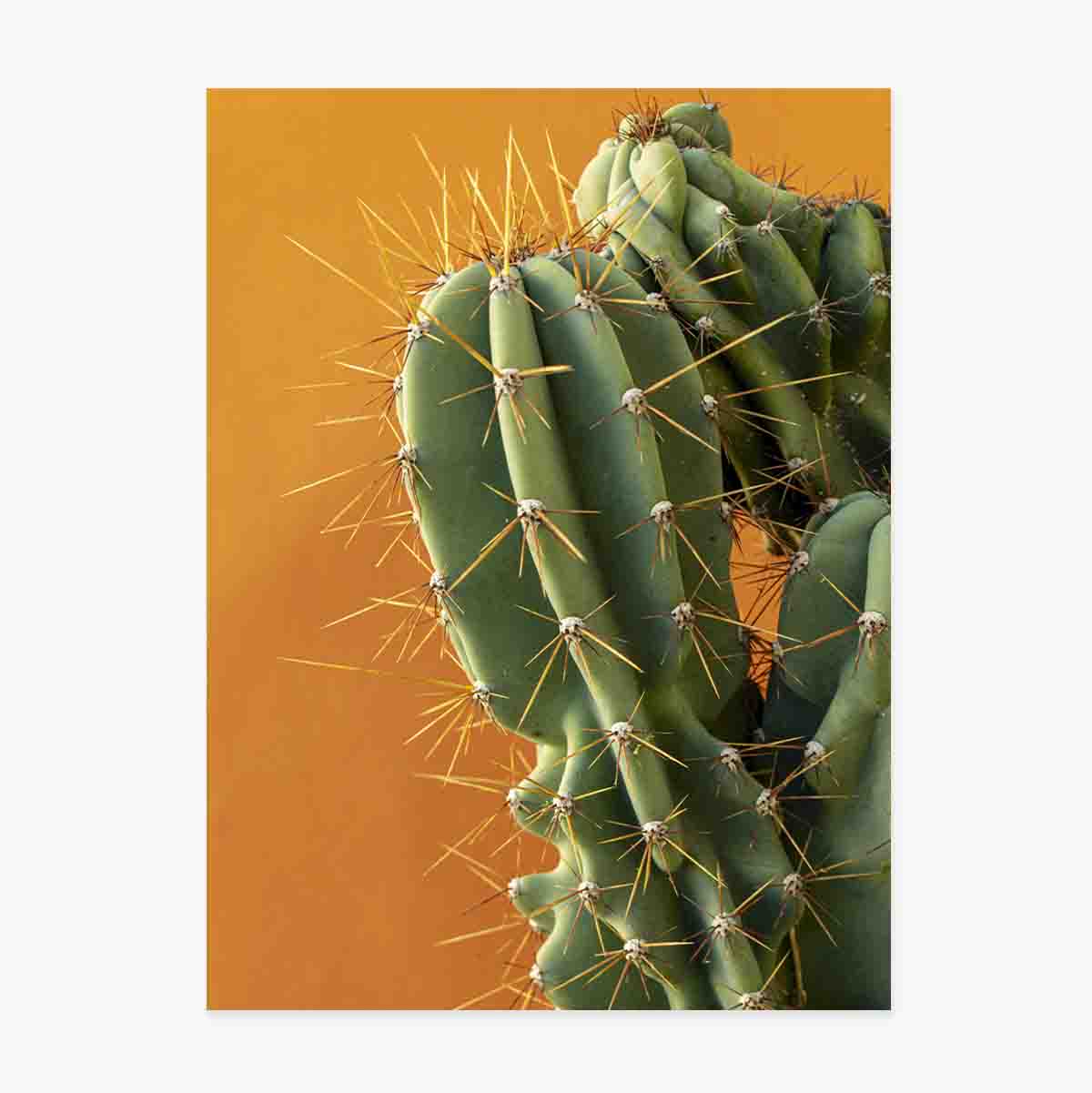 Poster con cactus su sfondo colorato