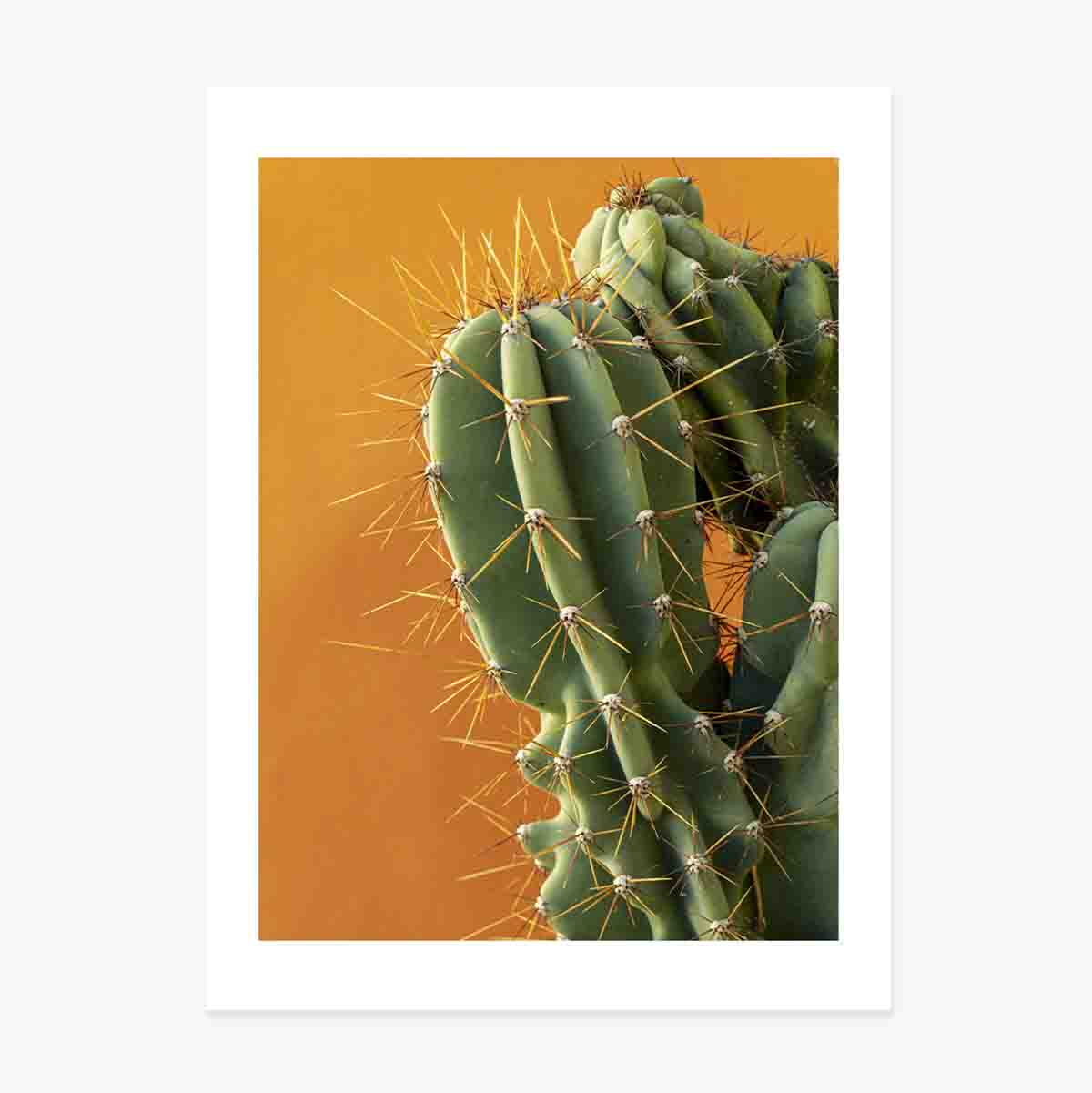 Poster con cactus su sfondo colorato