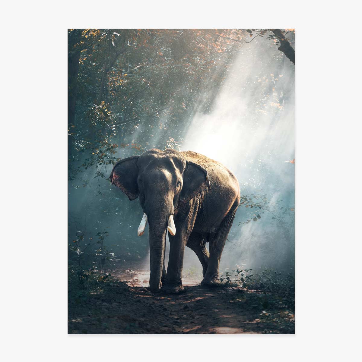 Poster Elefante