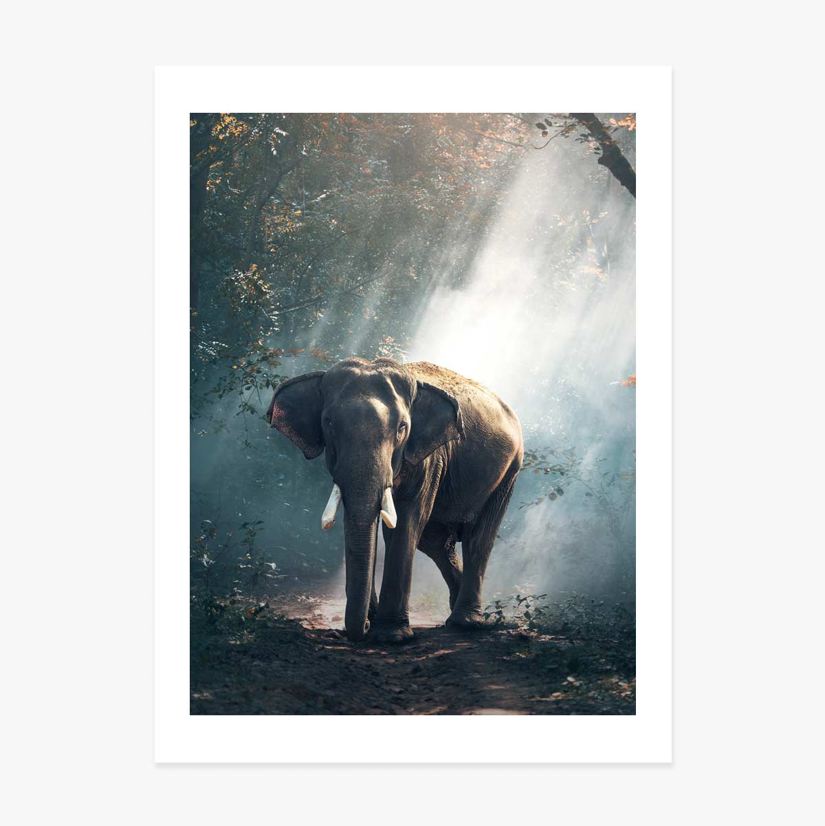 Poster Elefante