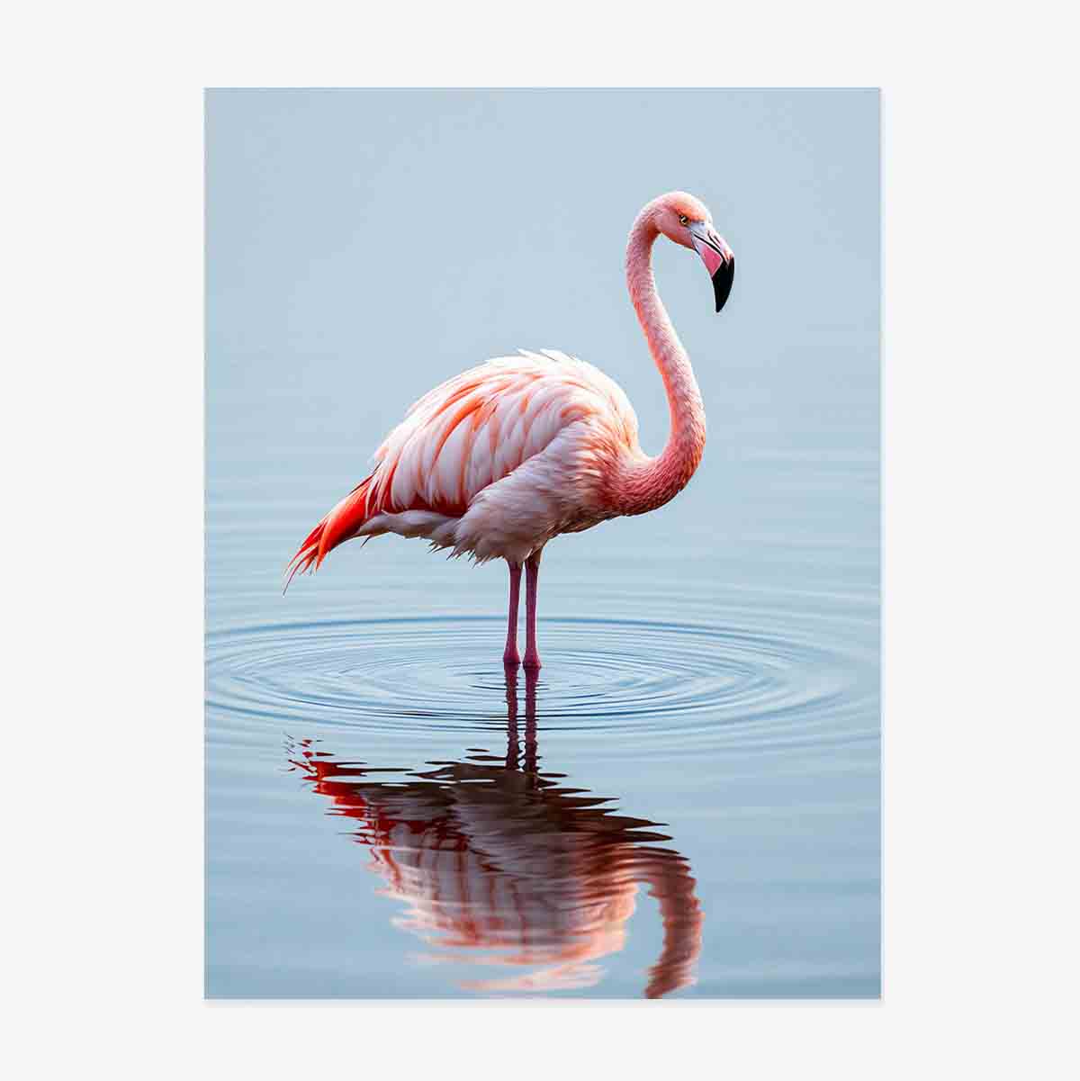 Poster “Flamingo”