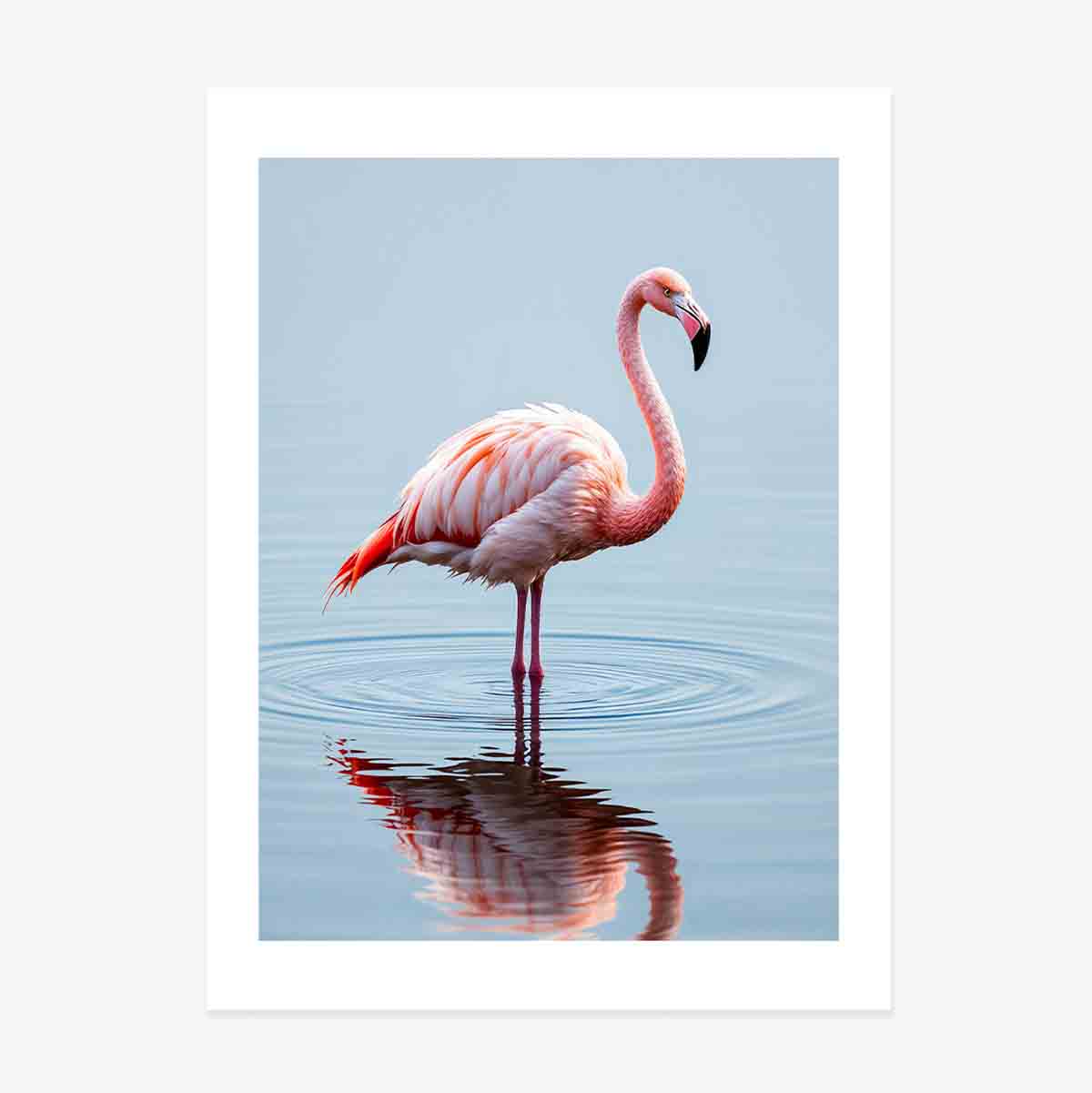 Poster “Flamingo”