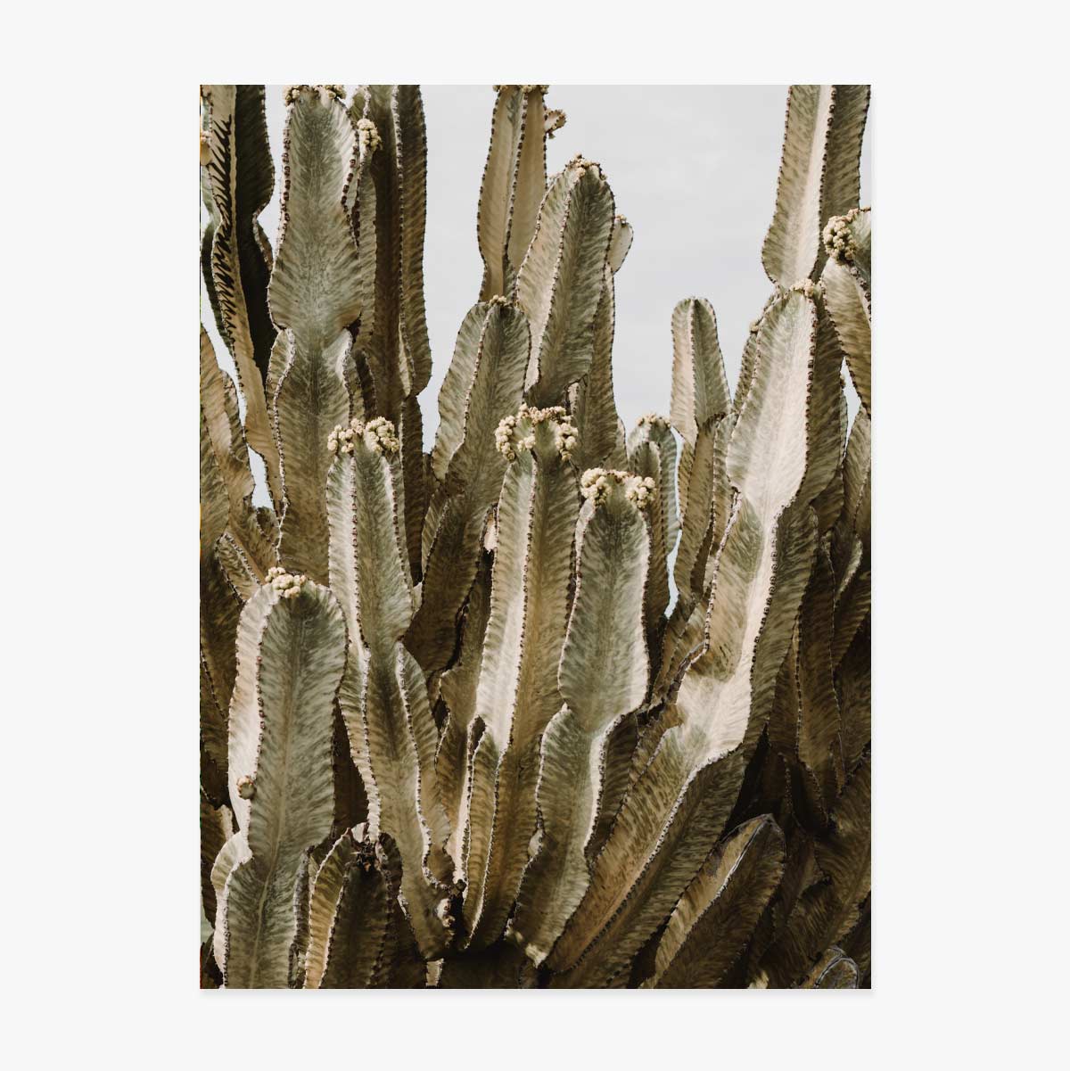 Poster con cactus verde