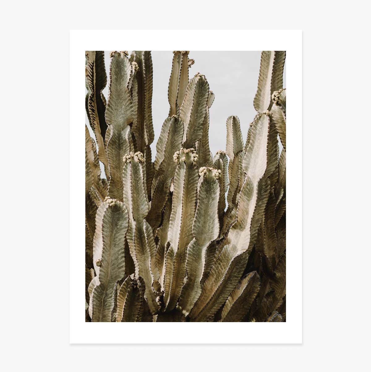 Poster con cactus verde