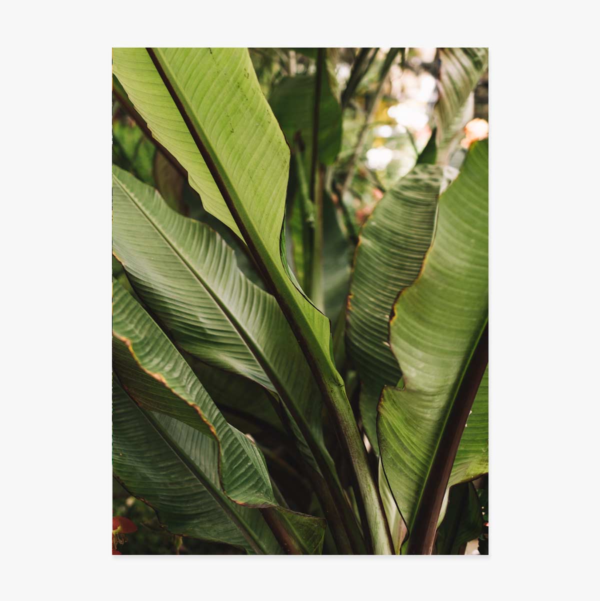 Green leaves poster