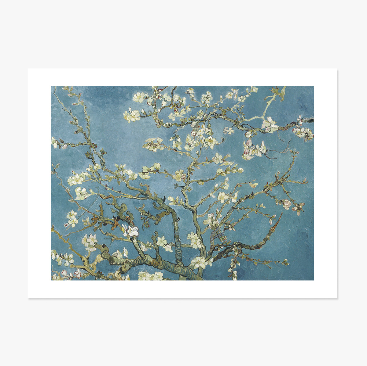 Poster in formato orizzontale - Vincent Van Gogh - Rami di mandorlo in fiore, 1890