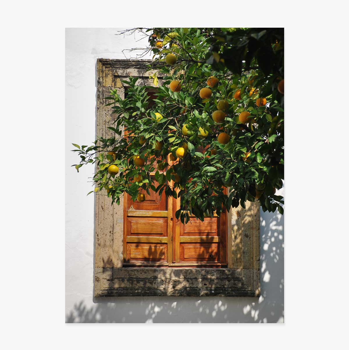 Poster “Orange tree”
