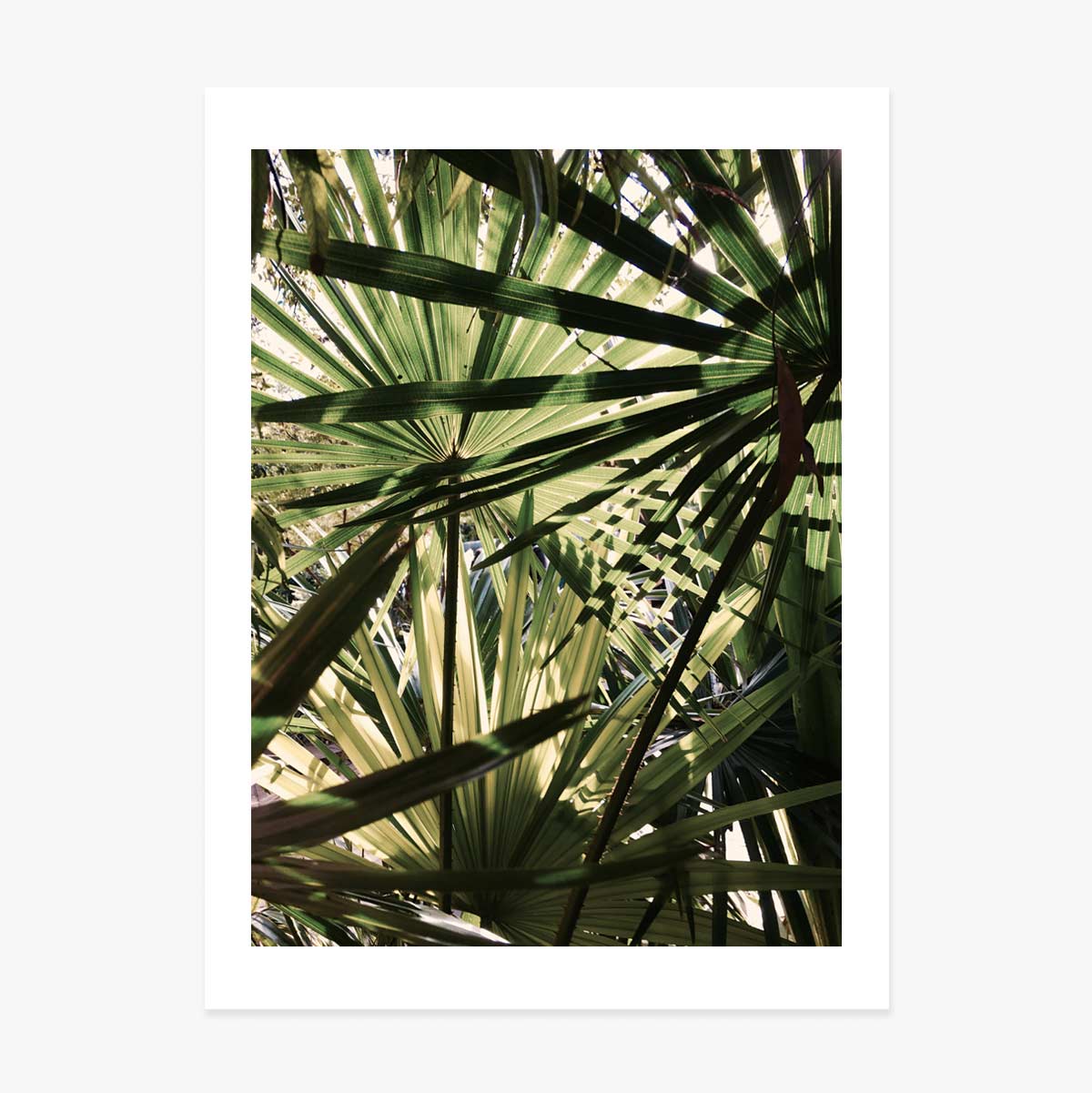 Poster con una palma
