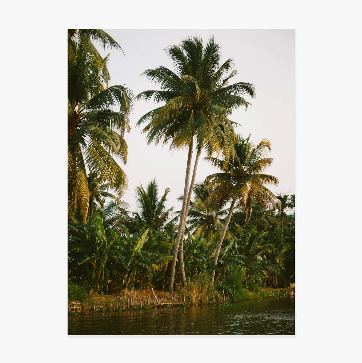 Poster “Palm Trees”