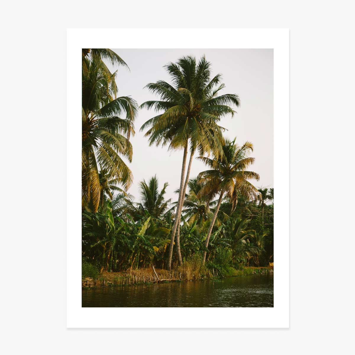 Poster “Palm Trees”