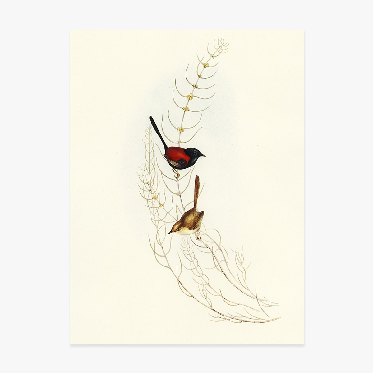 Poster “Uccelli colorati su un ramo”