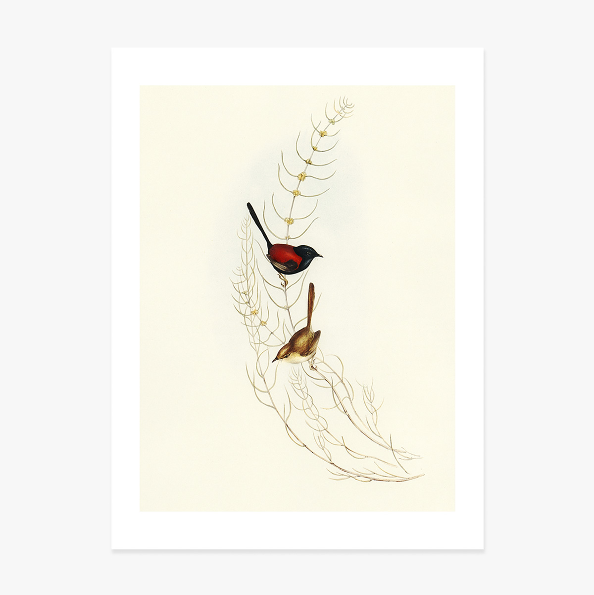 Poster “Uccelli colorati su un ramo”