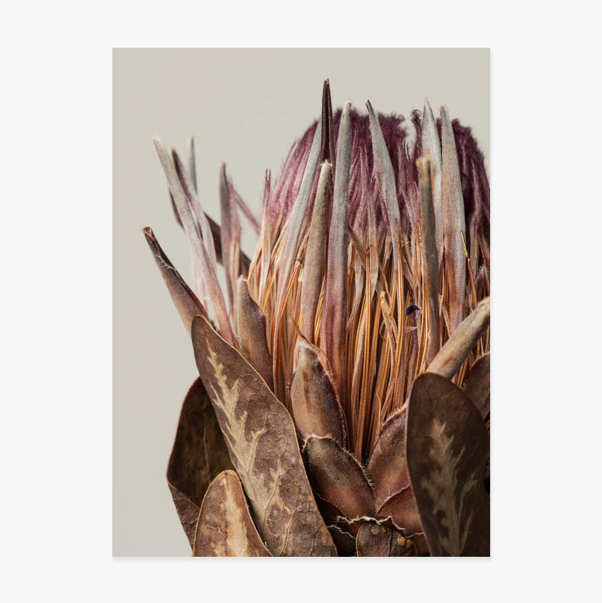 Poster con protea rosa