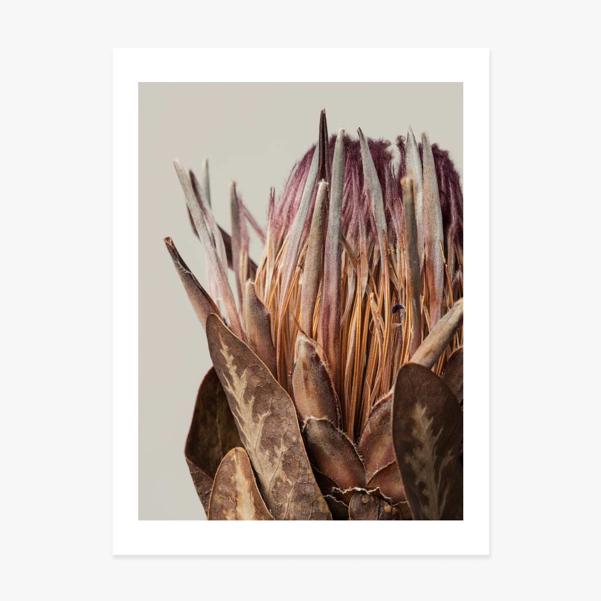 Poster con protea rosa