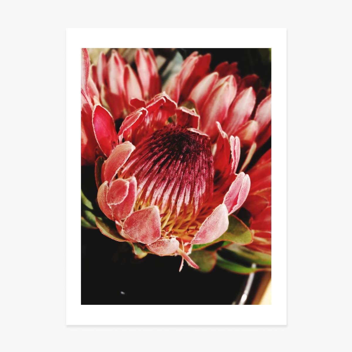 Red Flower Poster