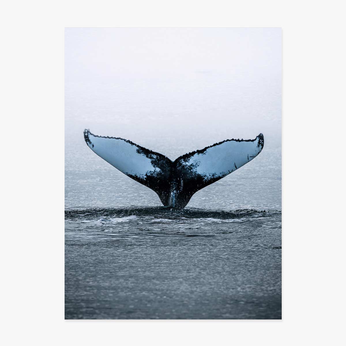 Poster “Whale Tail”