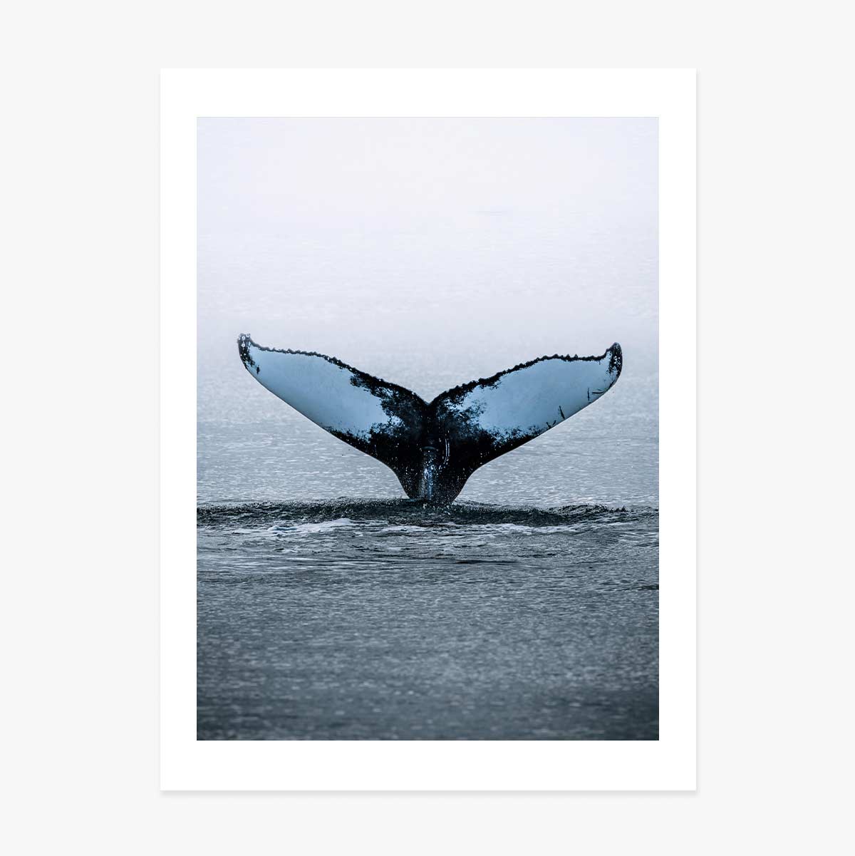 Poster “Whale Tail”