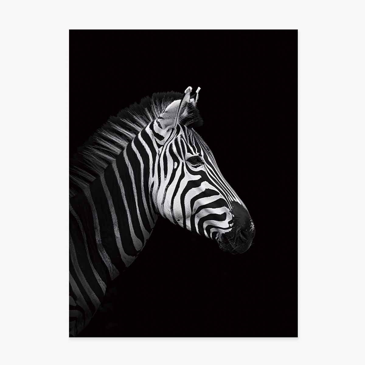 Poster Zebra