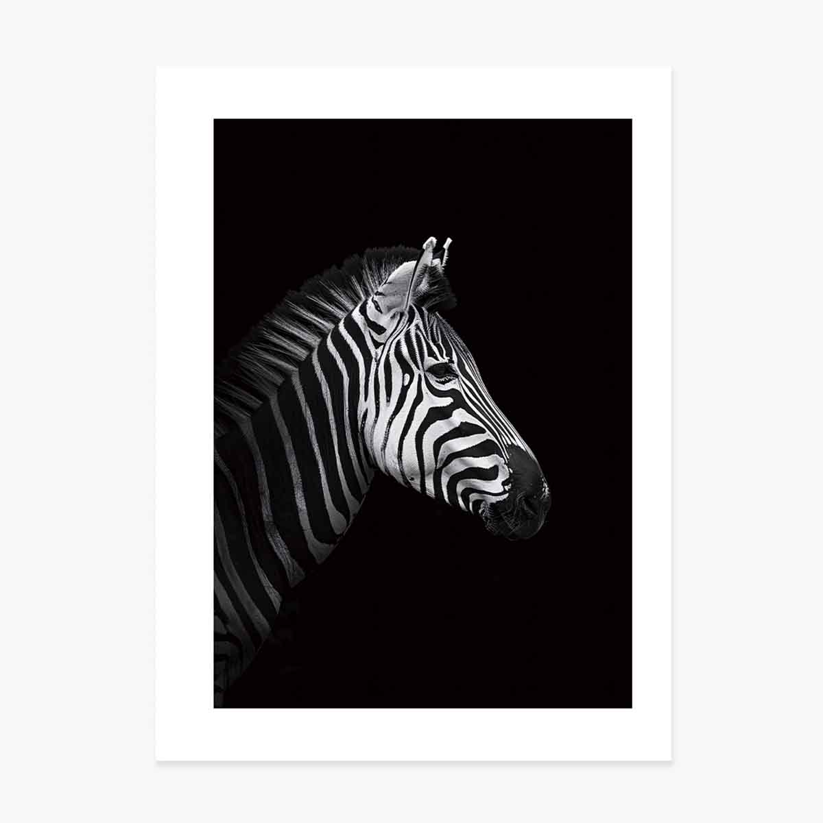 Poster Zebra